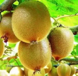 蒲江全國打假行動與地標產品銷售策略 維護“獼猴桃”與“丑柑”品牌之路