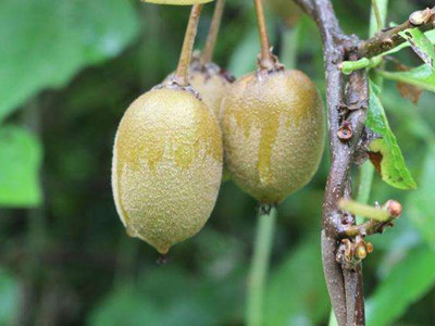 四川宜賓 野生獼猴桃助脫貧，產業振興惠民生