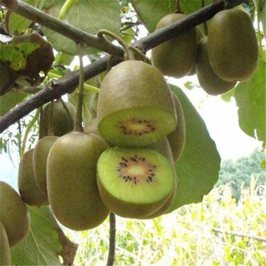 紅心獼猴桃百科 營養(yǎng)價(jià)值、選購指南與市場銷售前景