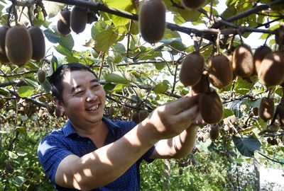 好物件|獼猴桃尚未成熟 涪陵這個(gè)老板已經(jīng)賣出了4萬斤