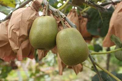 2020年四川紅心獼猴桃產(chǎn)地批發(fā)與團(tuán)購價(jià)格分析