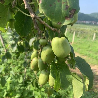 軟棗獼猴桃市場探秘 遼寧岫巖產(chǎn)地直供，10元/斤批發(fā)價(jià)背后的產(chǎn)業(yè)機(jī)遇