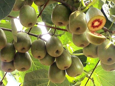 獼猴桃產(chǎn)品刪除頁操作指南與銷售影響評估