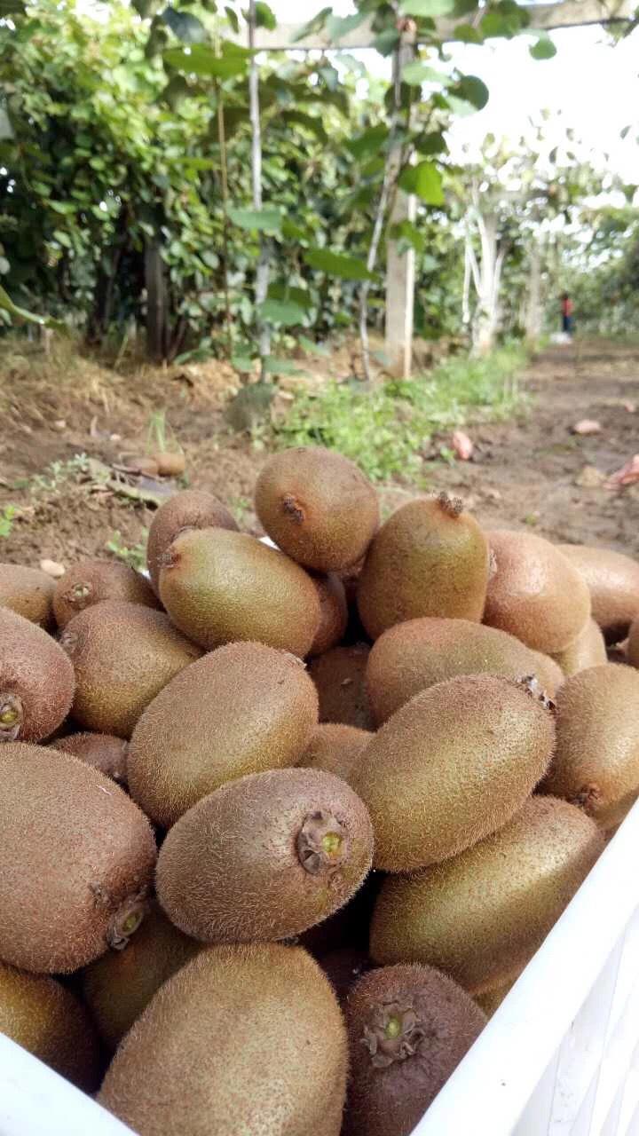 周至翠香獼猴桃 品質(zhì)與市場的完美邂逅