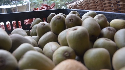 開陽(yáng)縣龍水鄉(xiāng) 金果飄香迎豐收，獼猴桃采摘正當(dāng)時(shí)