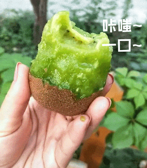 走起！這樣的采摘游玩樂趣千萬(wàn)別錯(cuò)過——獼猴桃采摘基地合集