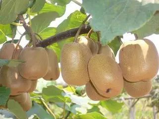 獼猴桃市場觀察 產量增價格降，經銷商樂觀展望后市行情